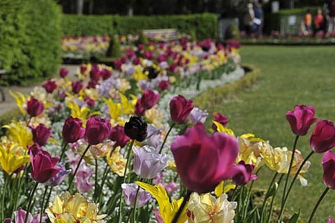 Agrandir l'image, fenêtre modale