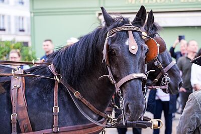 Agrandir l'image, fenêtre modale